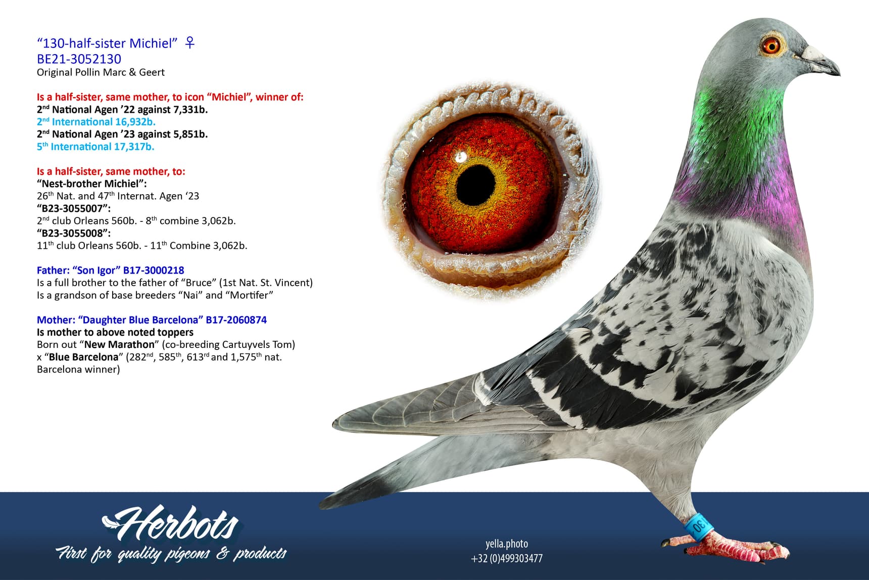 pigeon: undefined