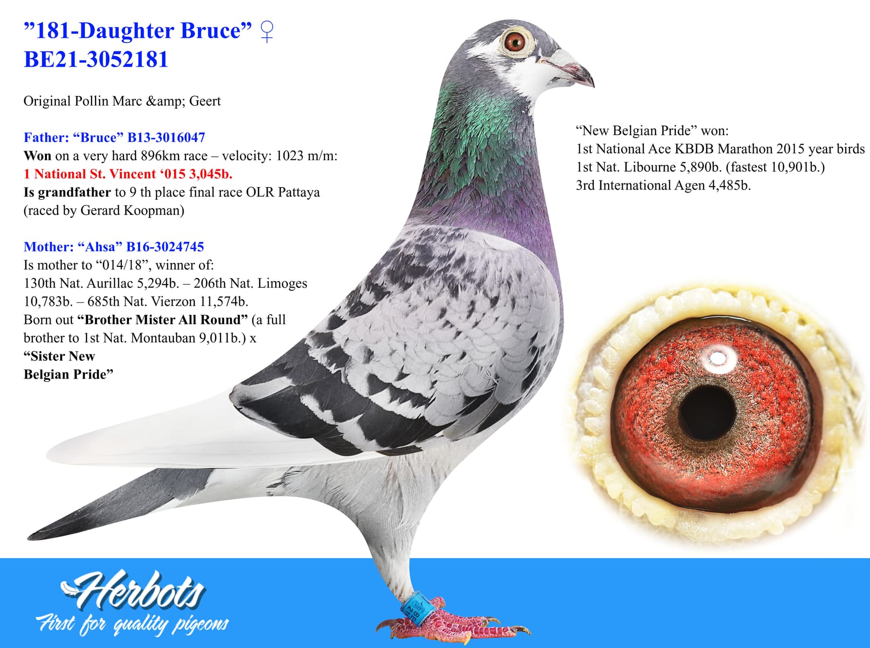 pigeon: undefined