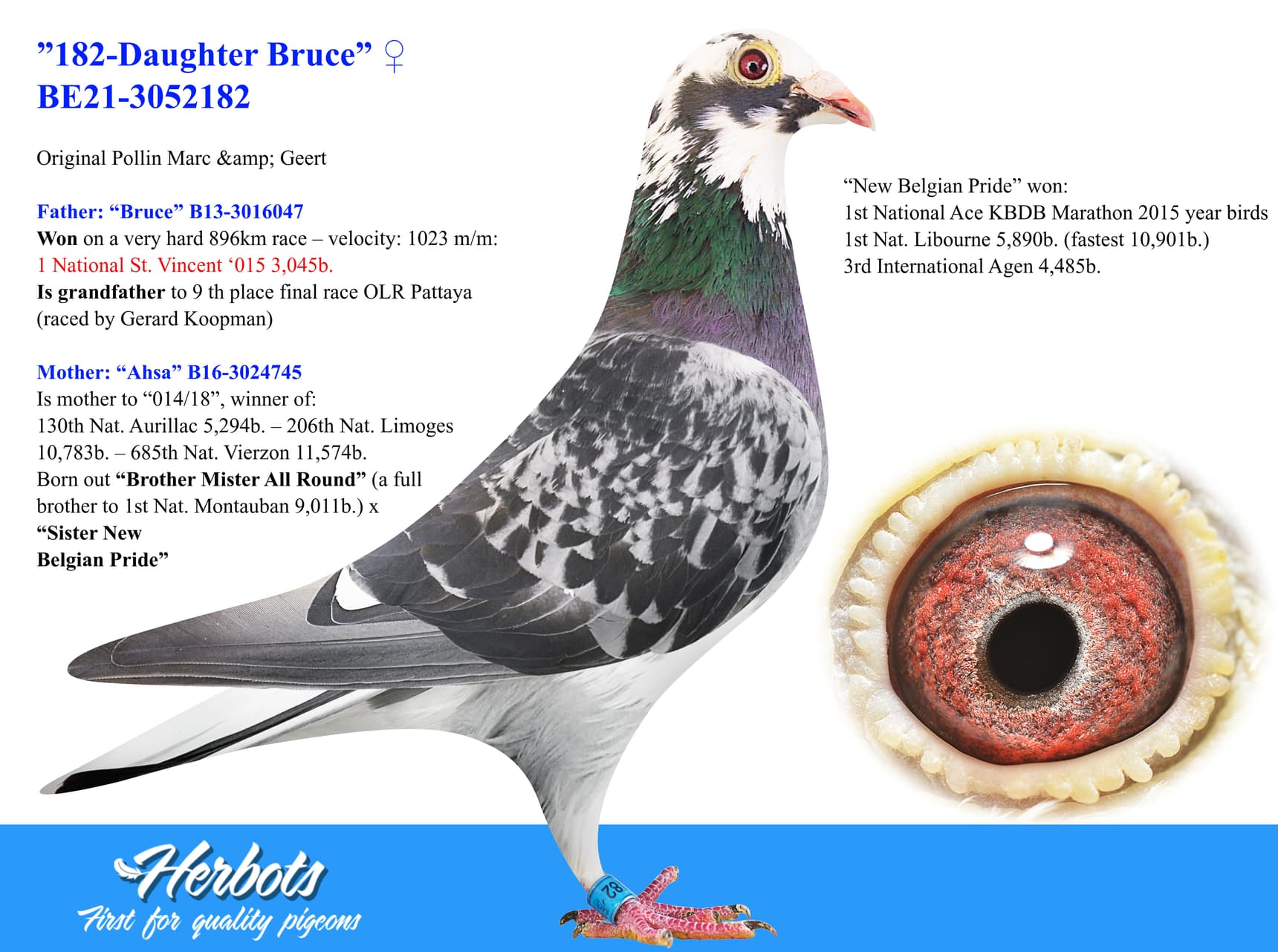 pigeon: undefined