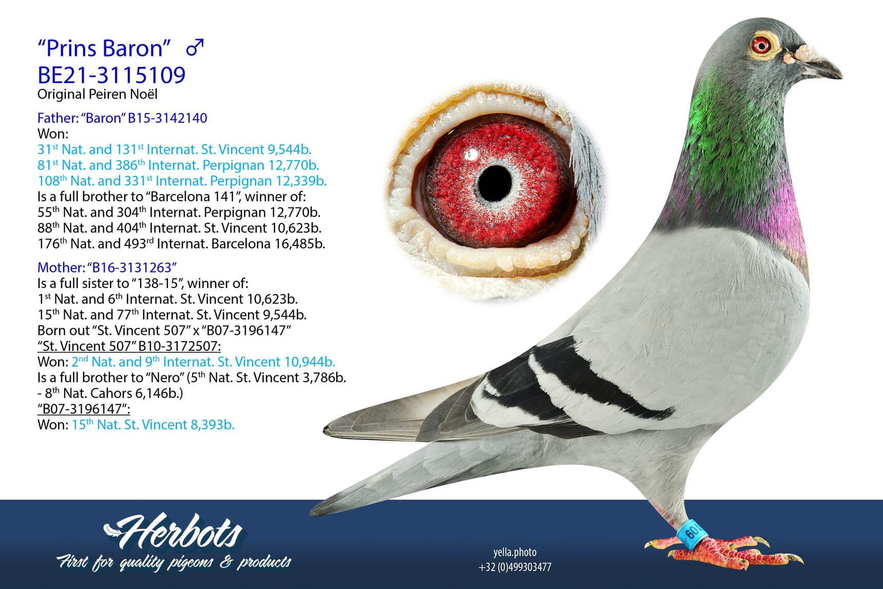 pigeon: undefined