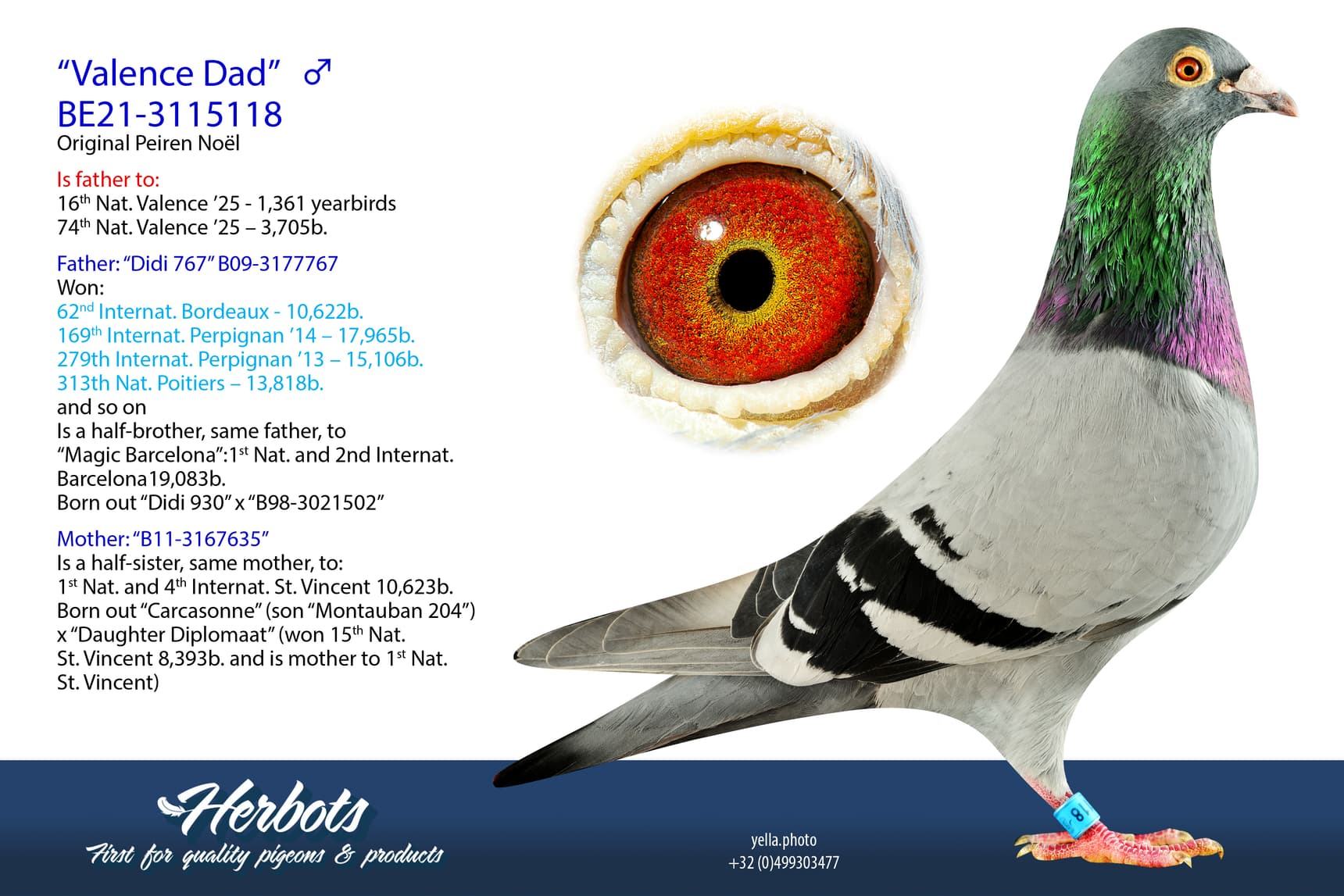 pigeon: undefined