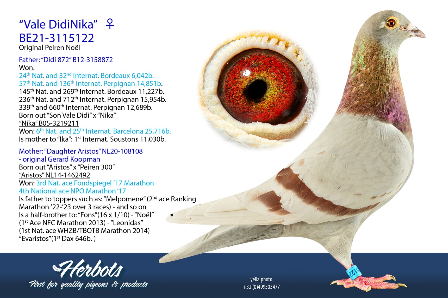 pigeon: undefined