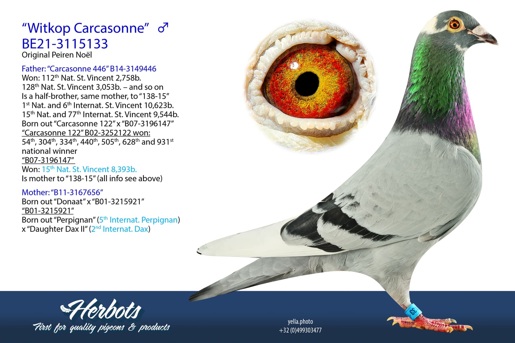 pigeon: undefined