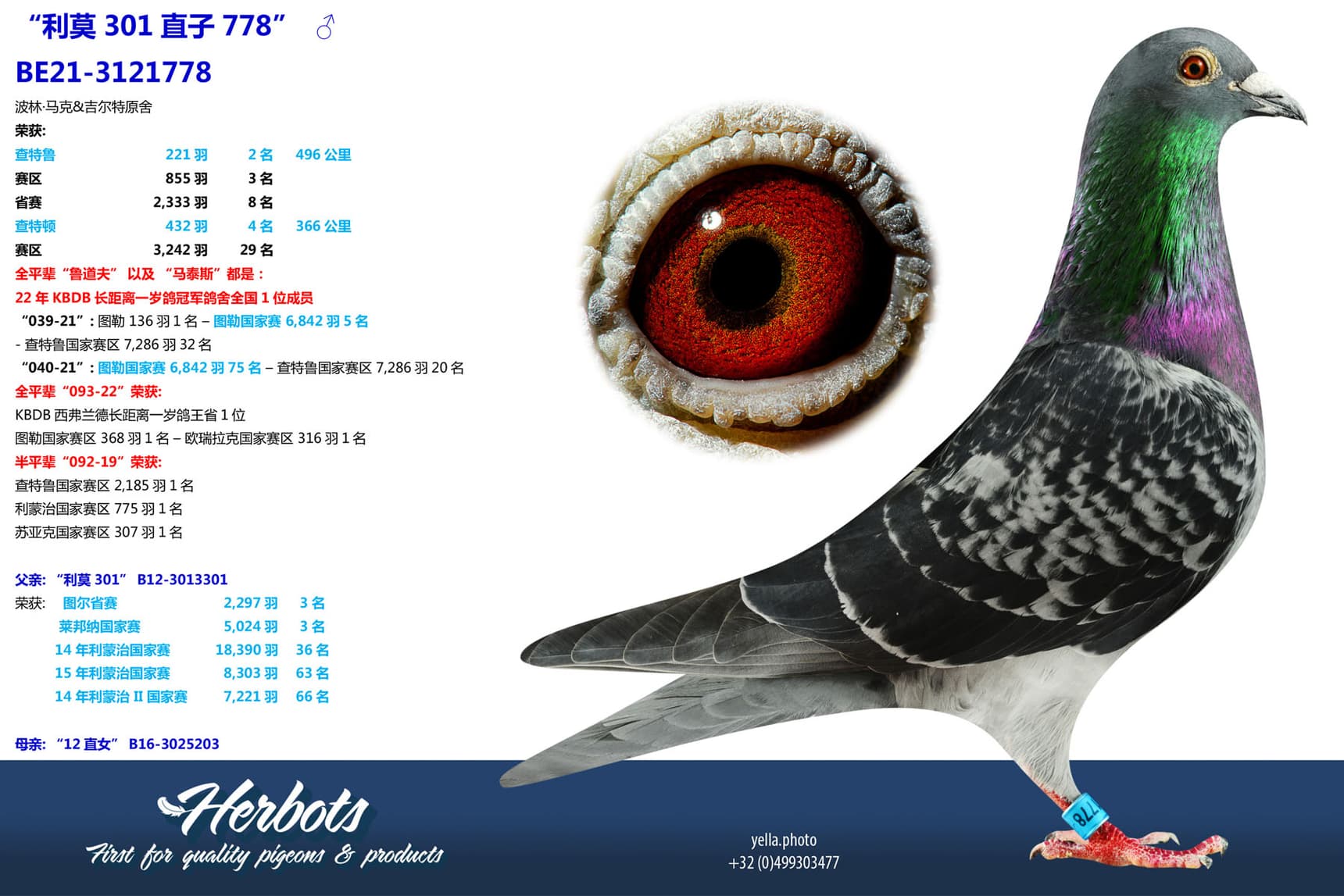 pigeon: undefined