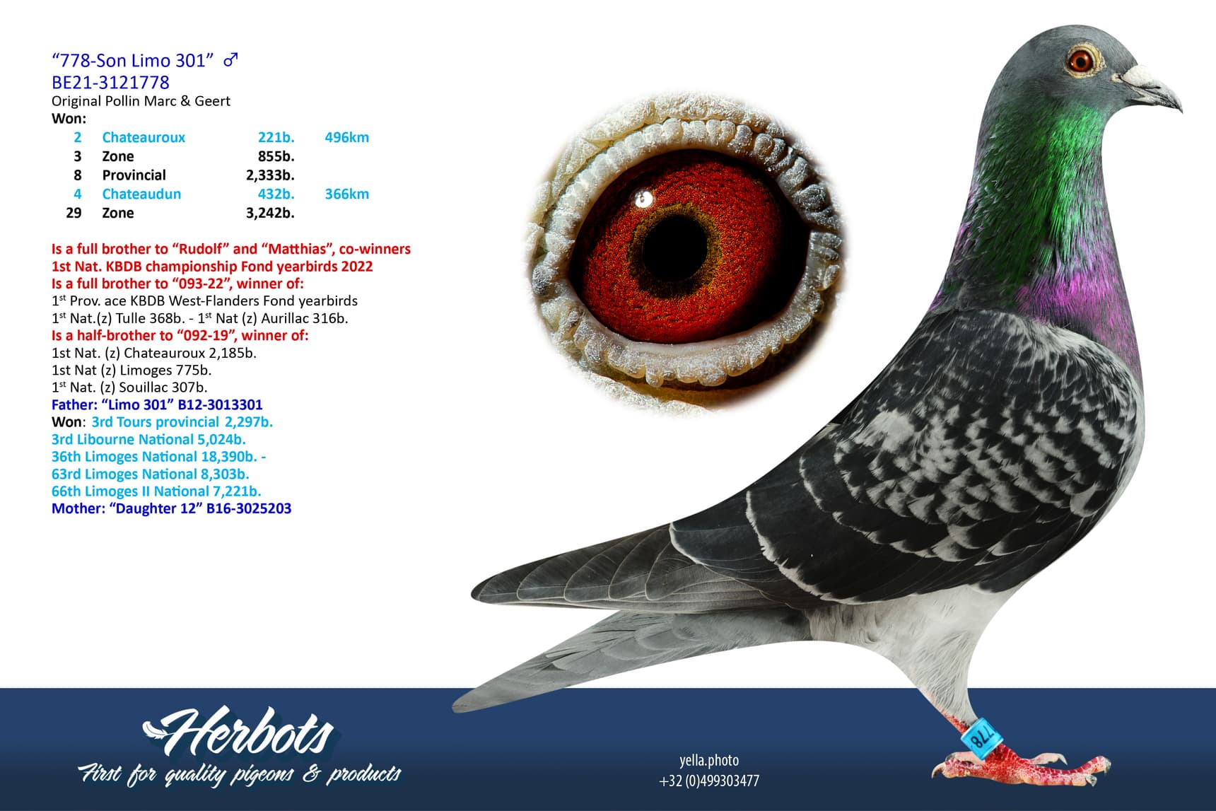 pigeon: undefined