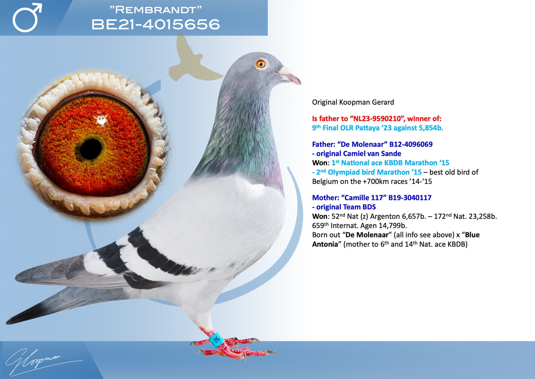 pigeon: undefined