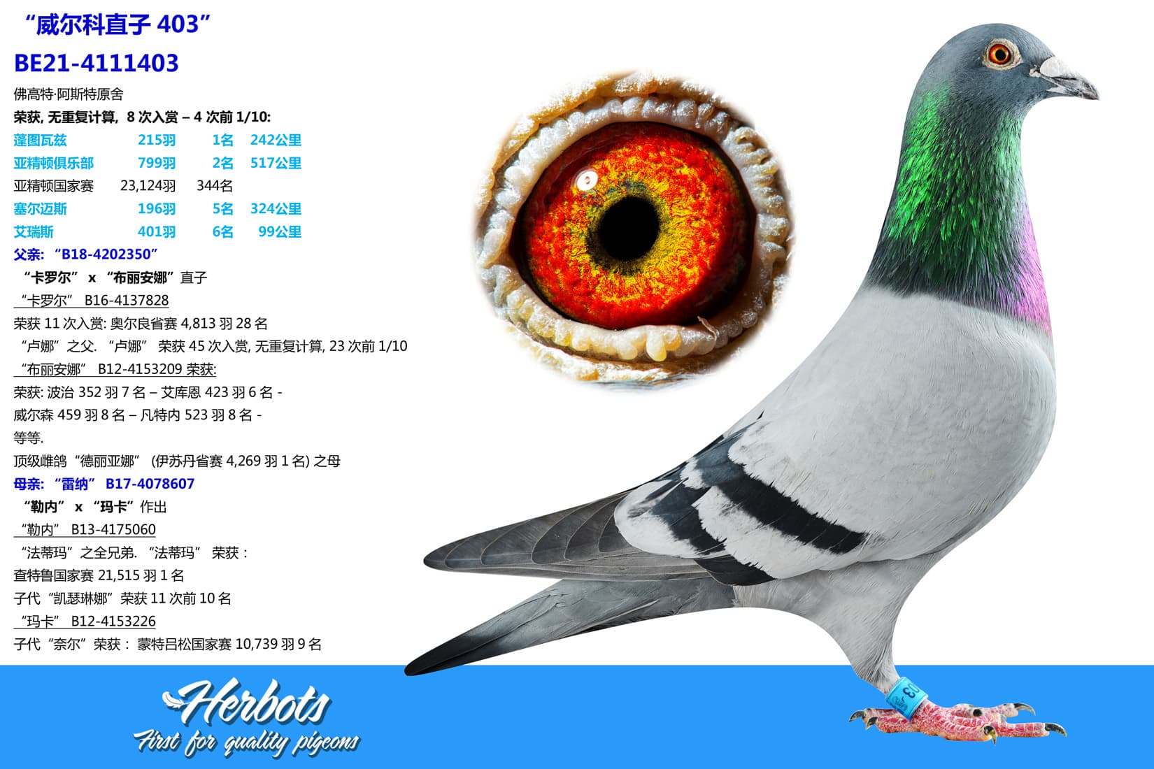 pigeon: undefined