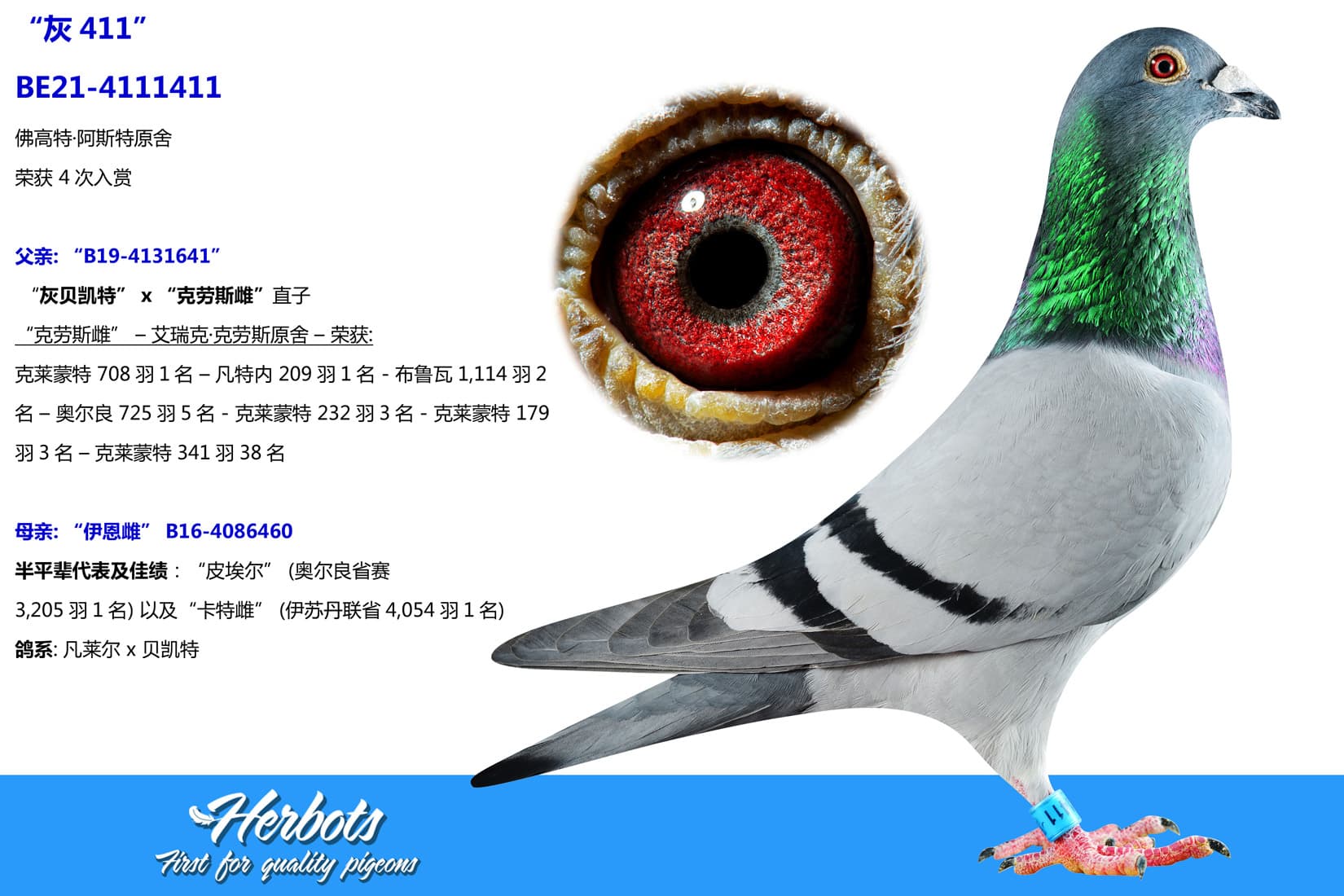 pigeon: undefined