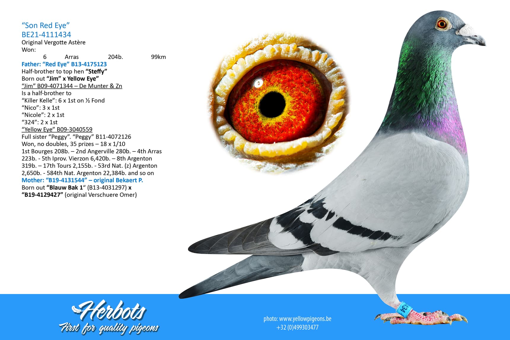 pigeon: undefined