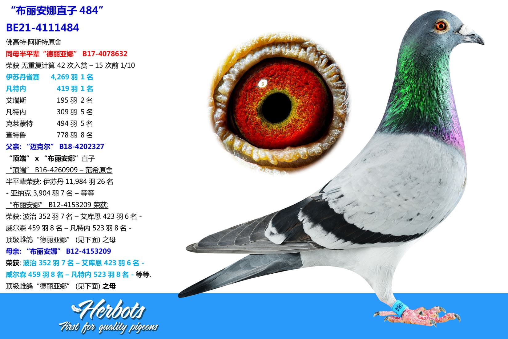 pigeon: undefined