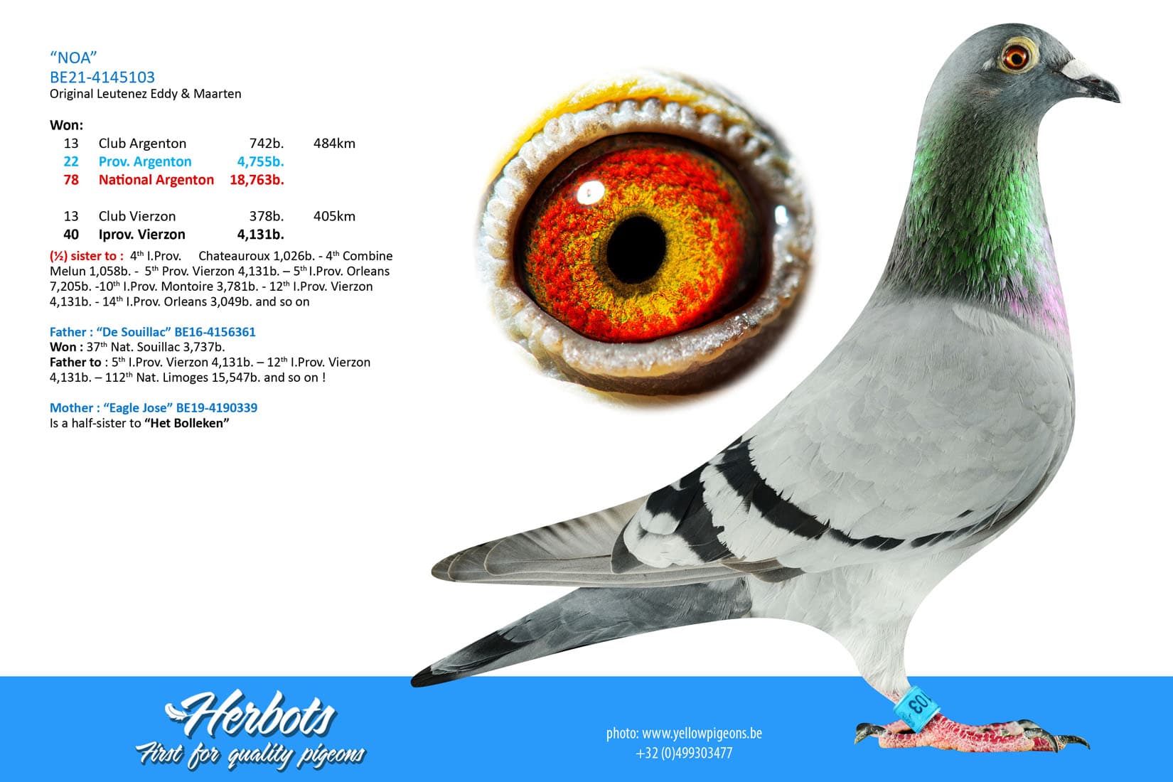 pigeon: undefined