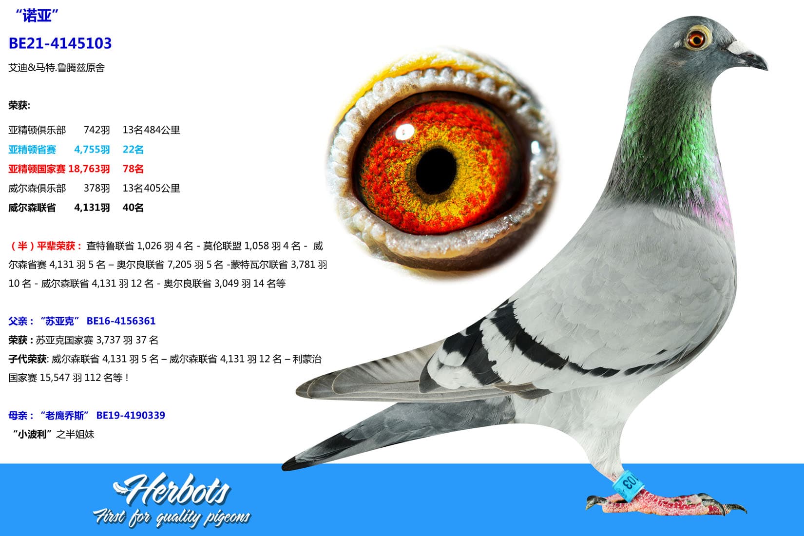 pigeon: undefined