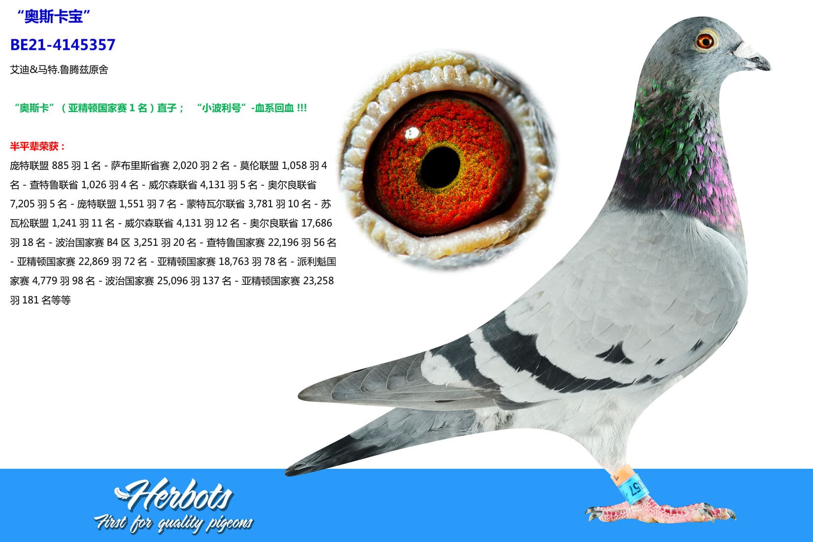 pigeon: undefined