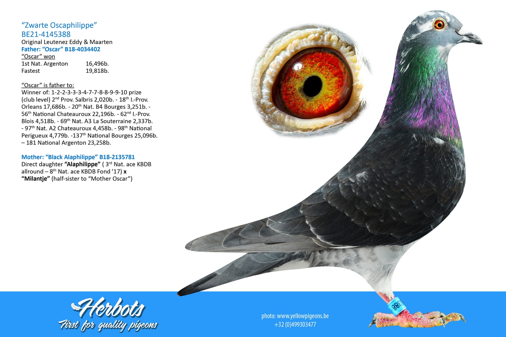 pigeon: undefined