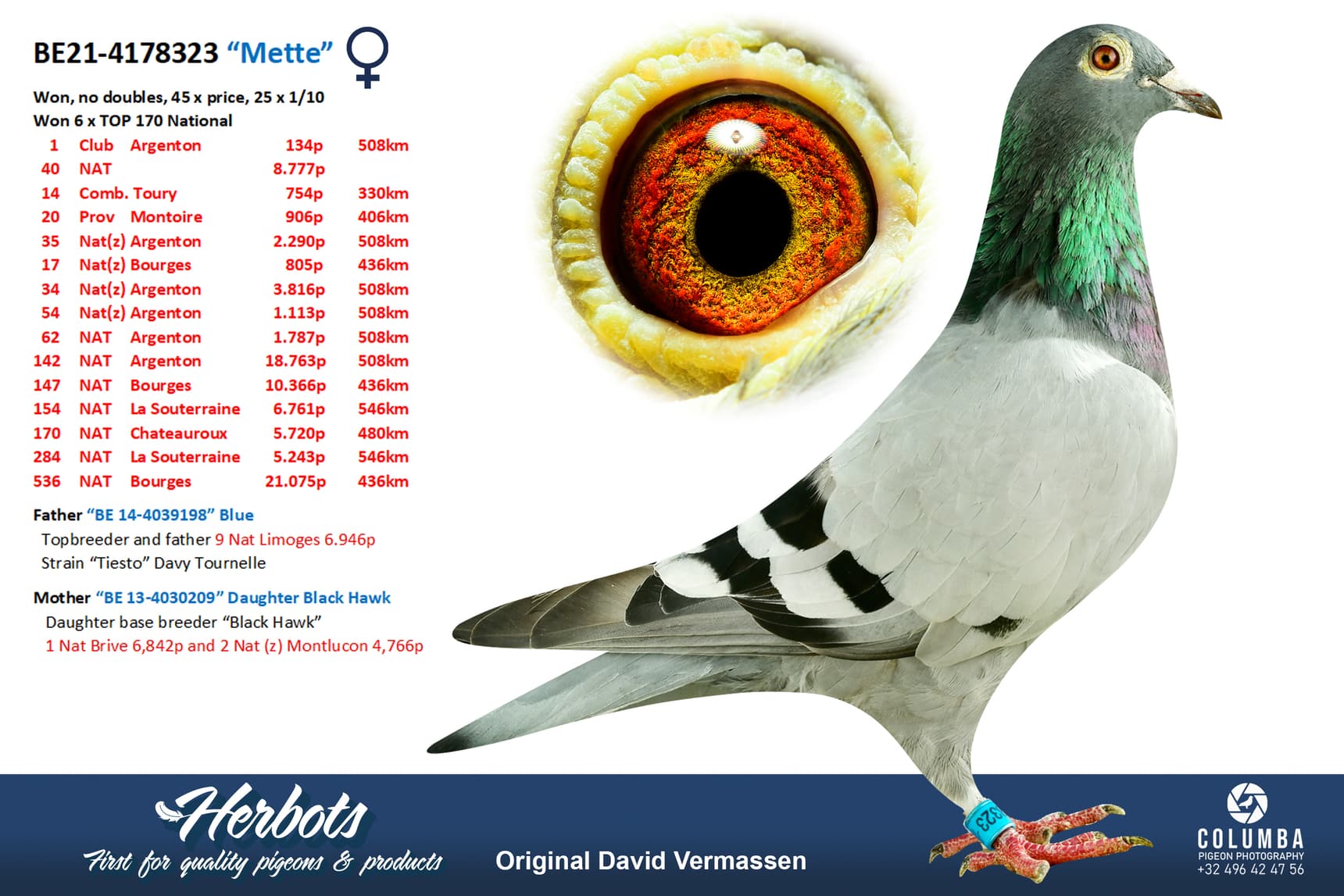 pigeon: undefined