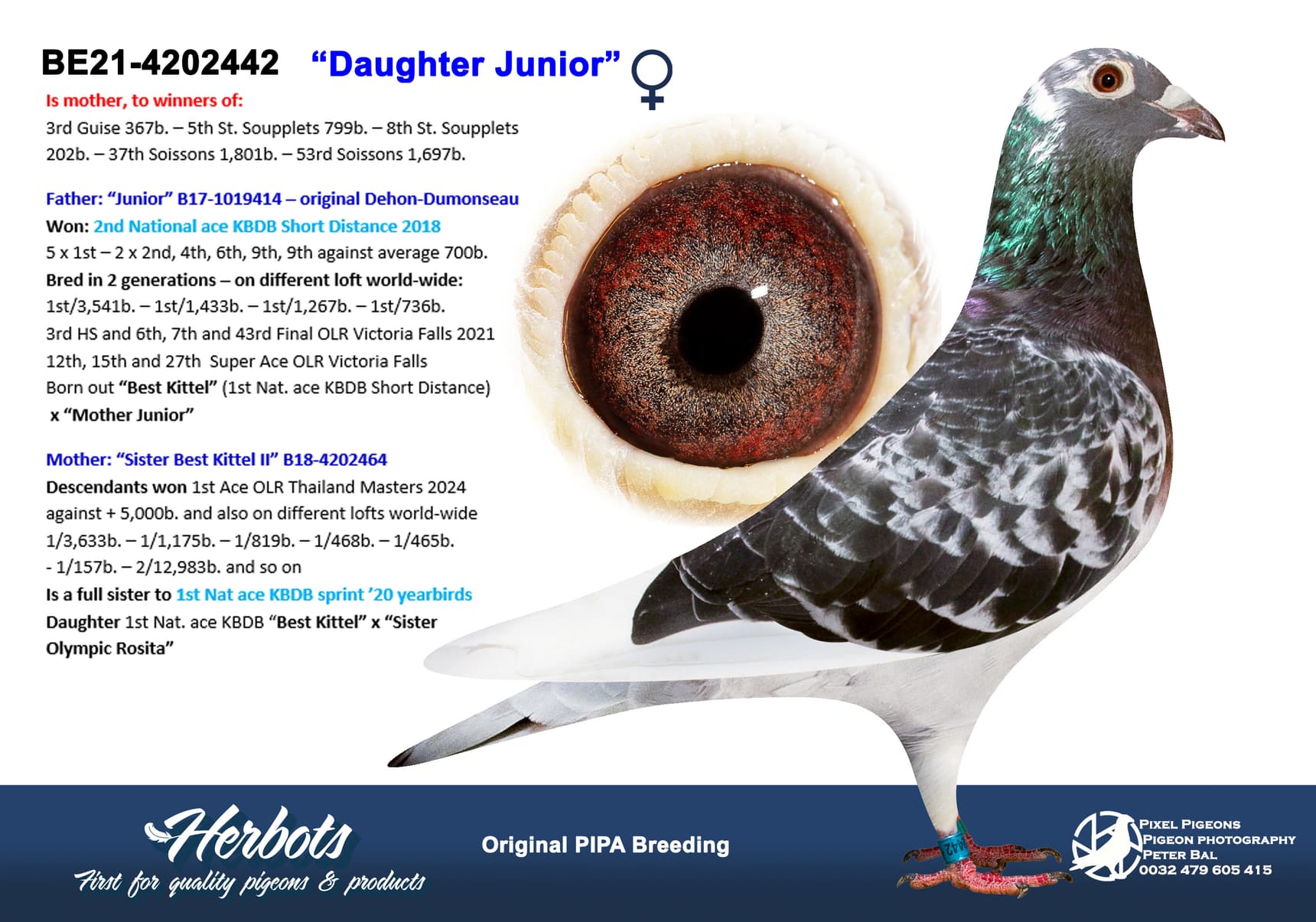 pigeon: undefined
