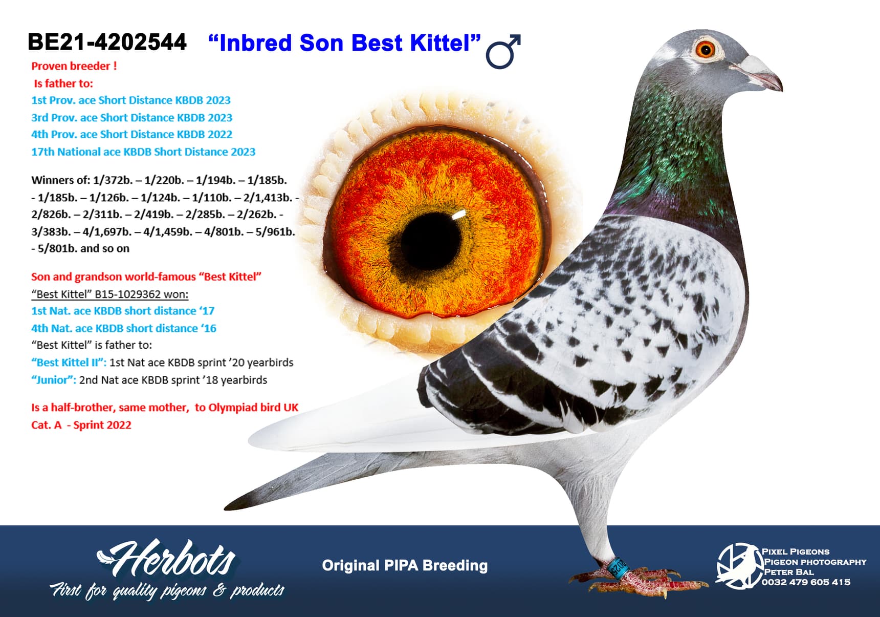 pigeon: undefined