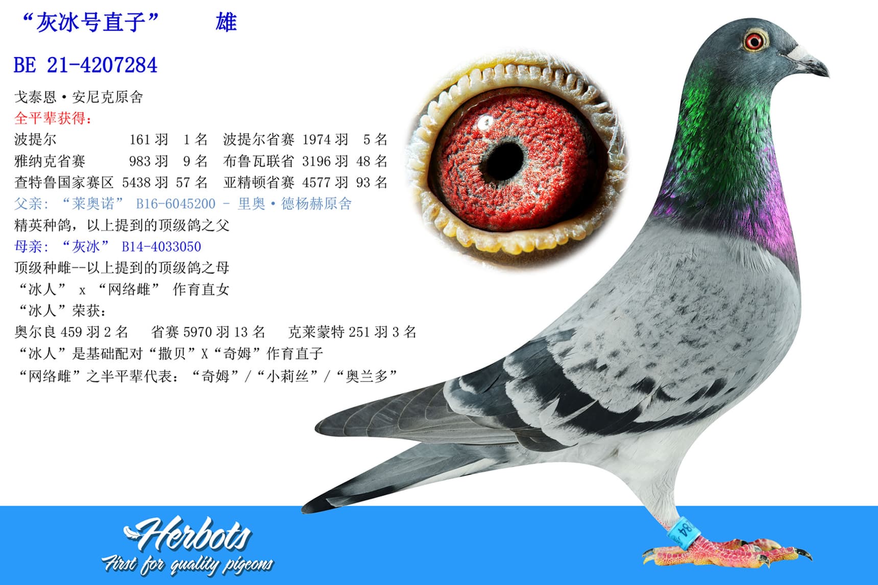 pigeon: “灰冰号直子”		雄