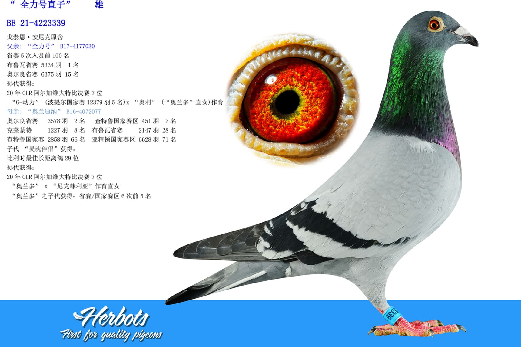 pigeon: “ 全力号直子”		雄