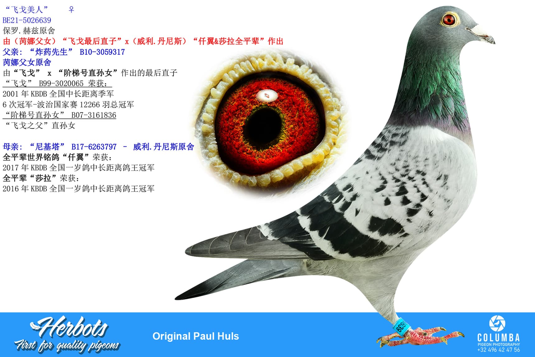 pigeon: undefined