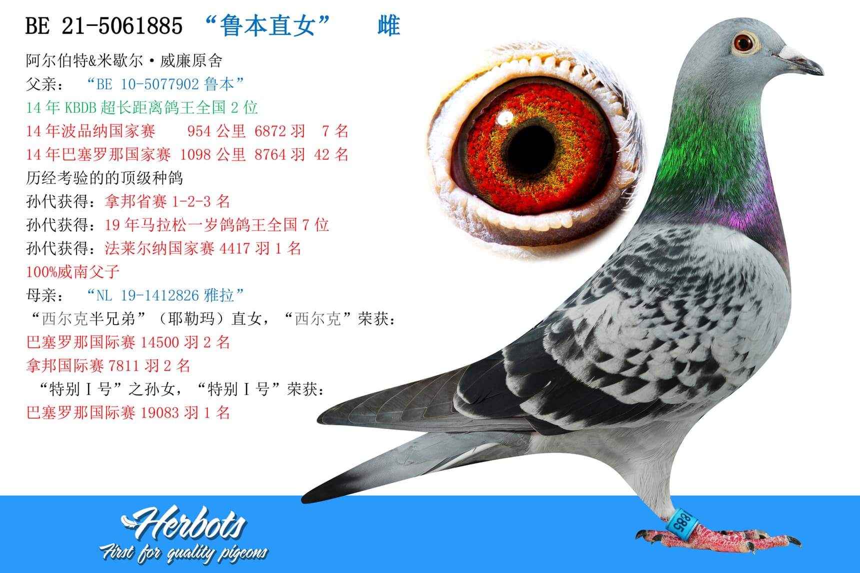 pigeon: undefined