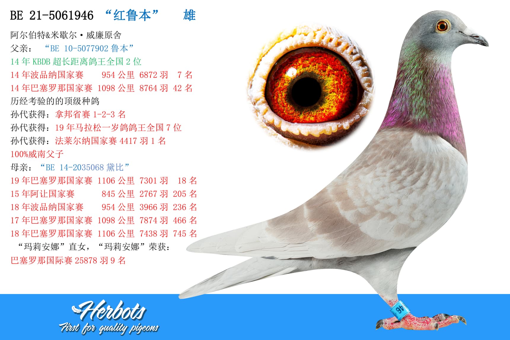 pigeon: undefined