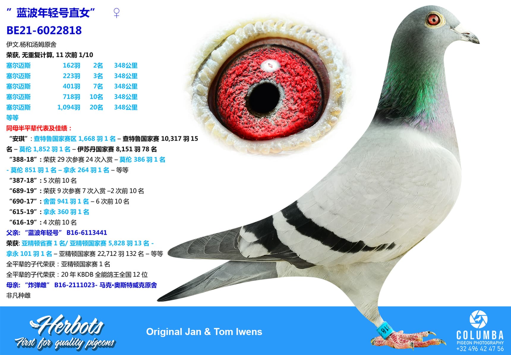 pigeon: ”蓝波年轻号直女”