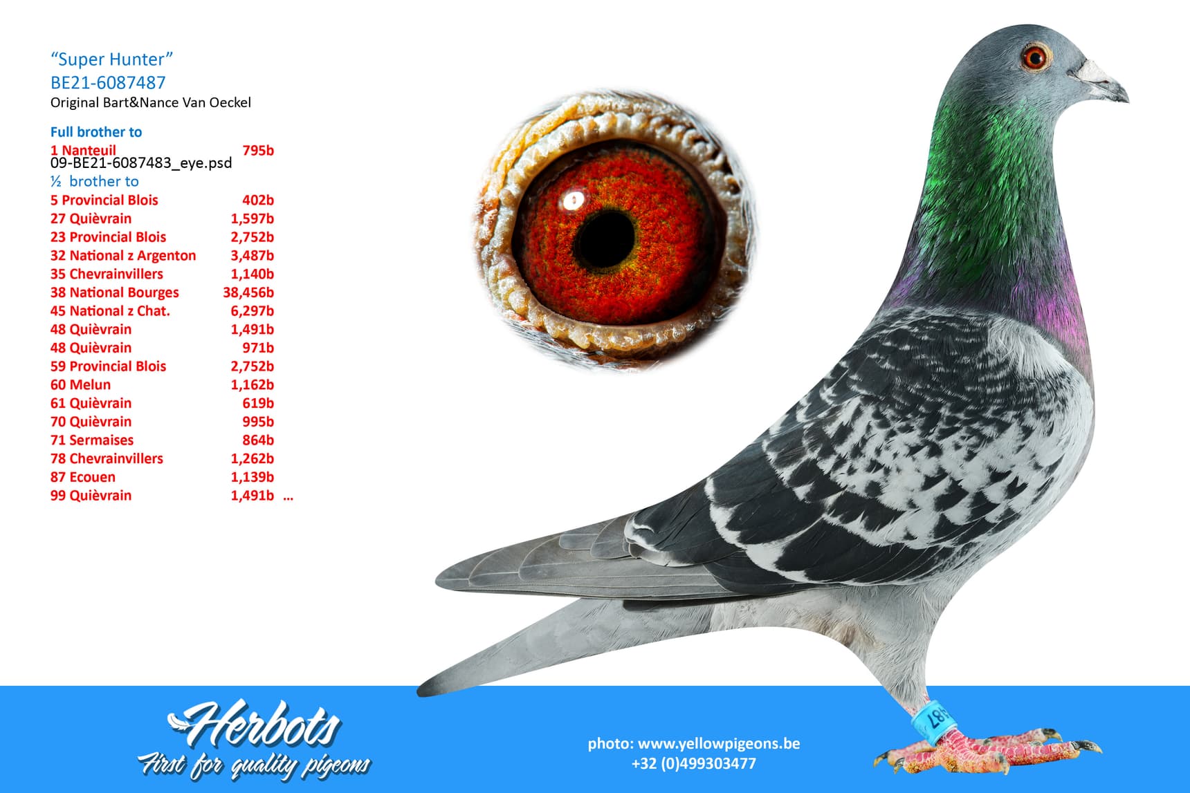 pigeon: undefined