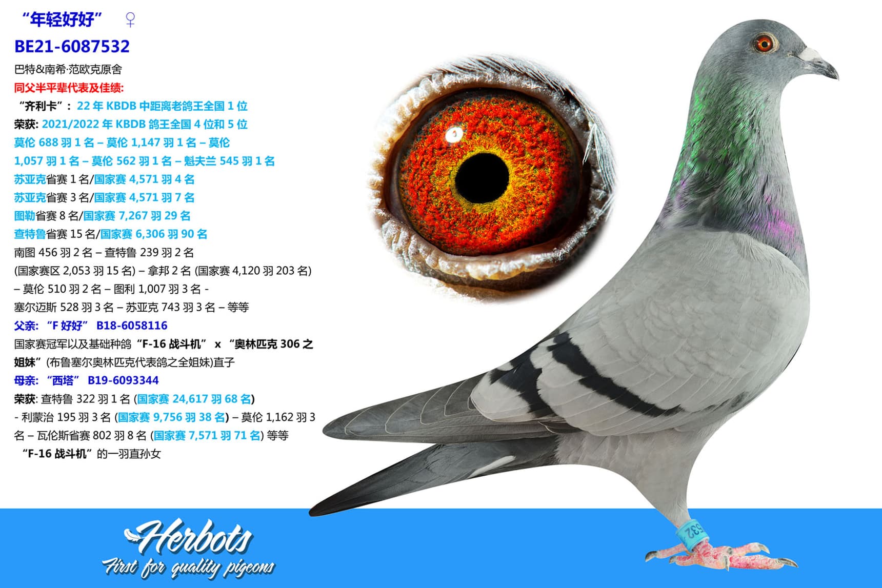 pigeon: “年轻好好”