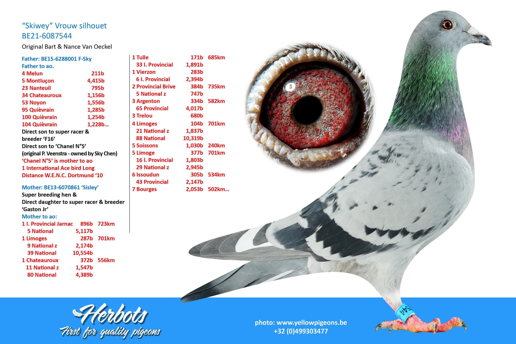 pigeon: undefined