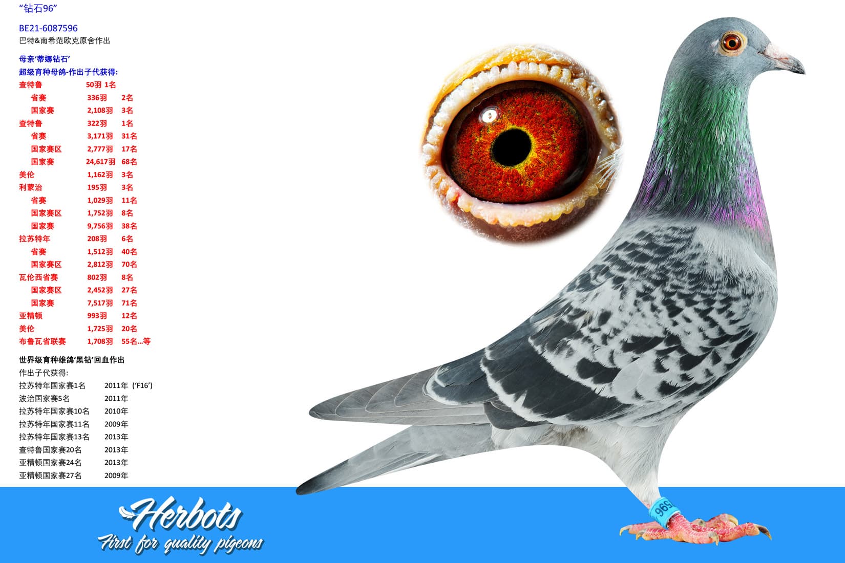 pigeon: undefined