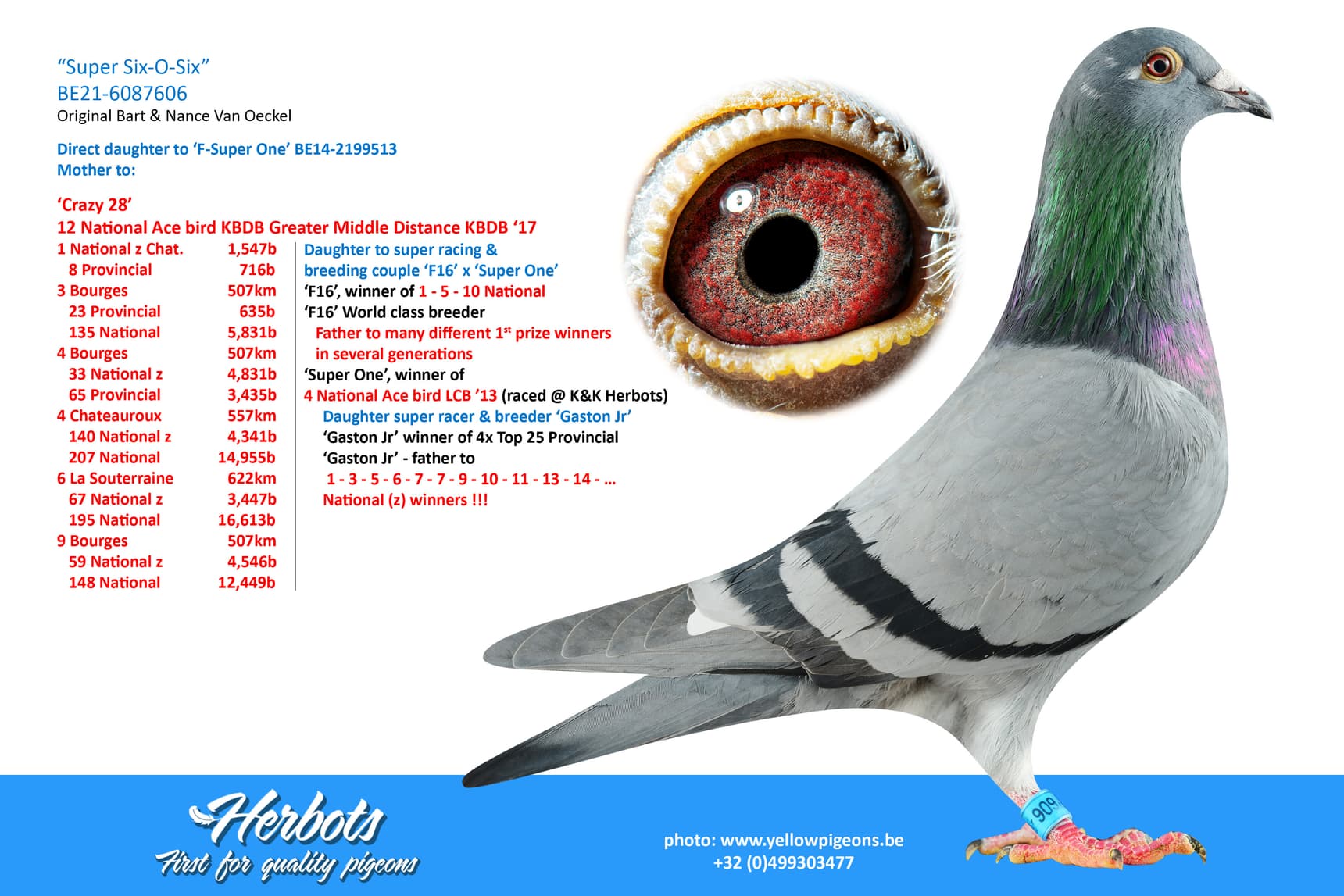 pigeon: undefined