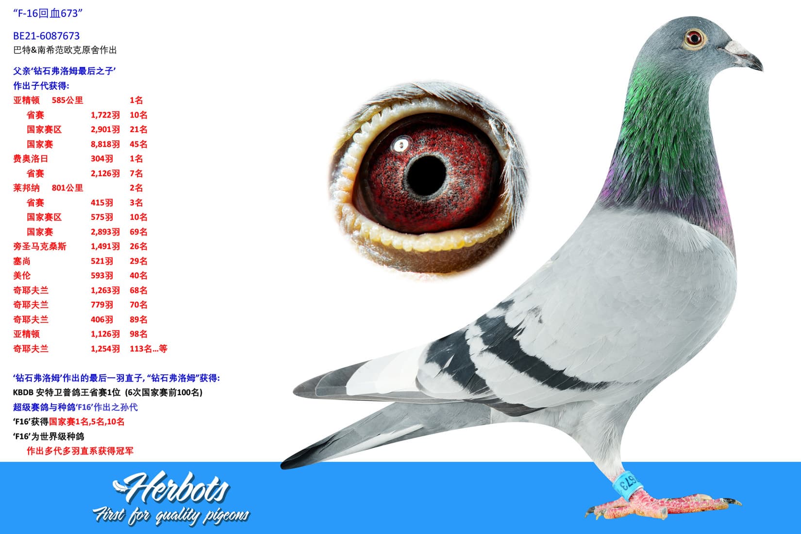 pigeon: undefined