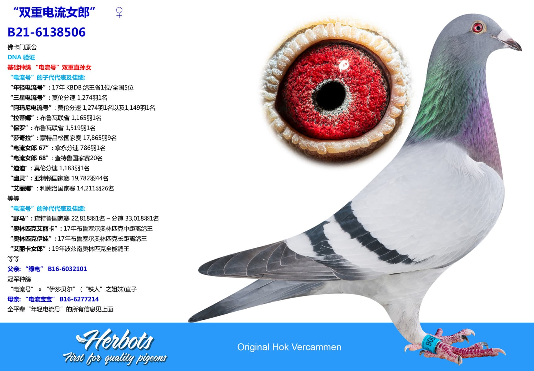 pigeon: undefined