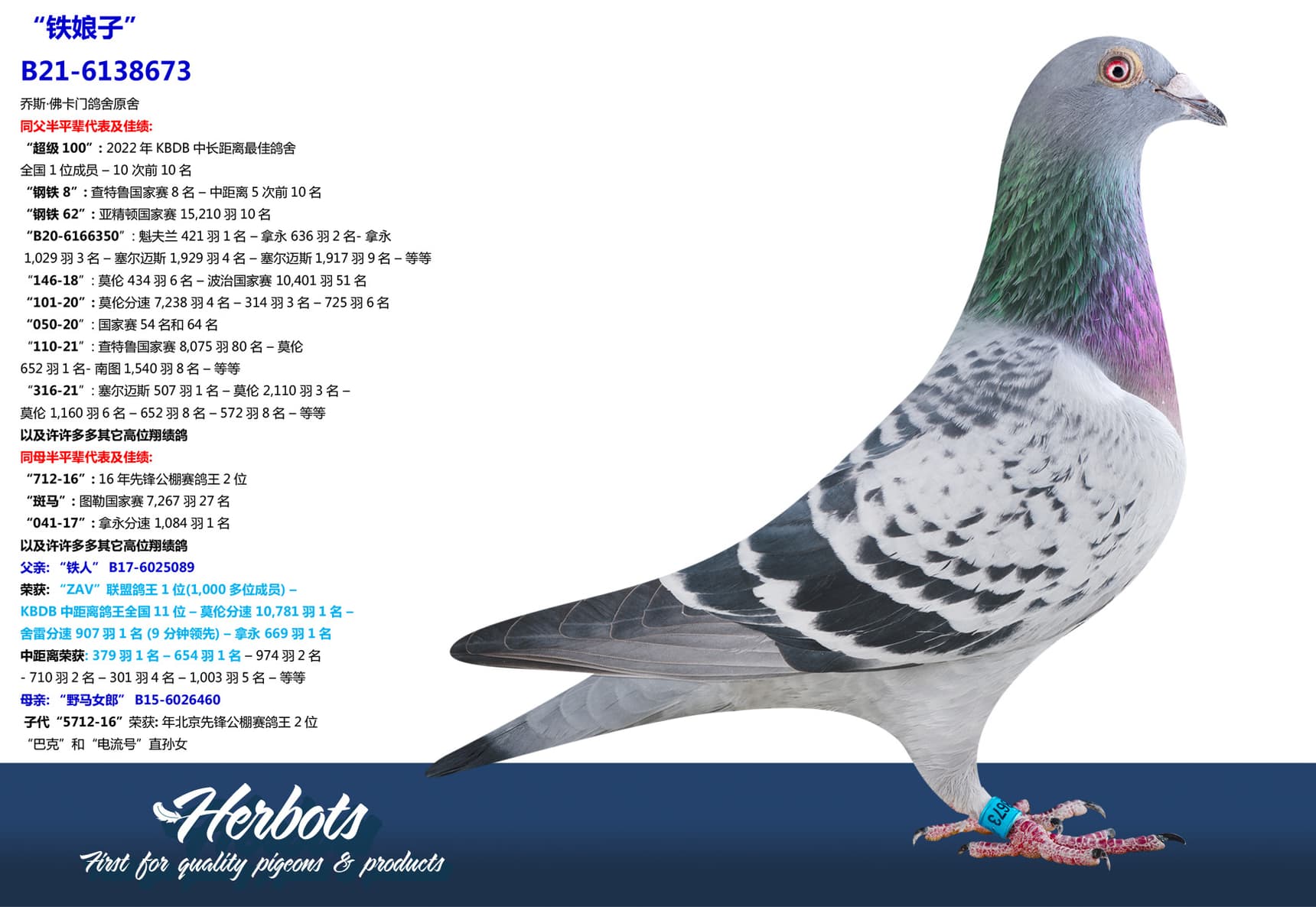 pigeon: “铁娘子”