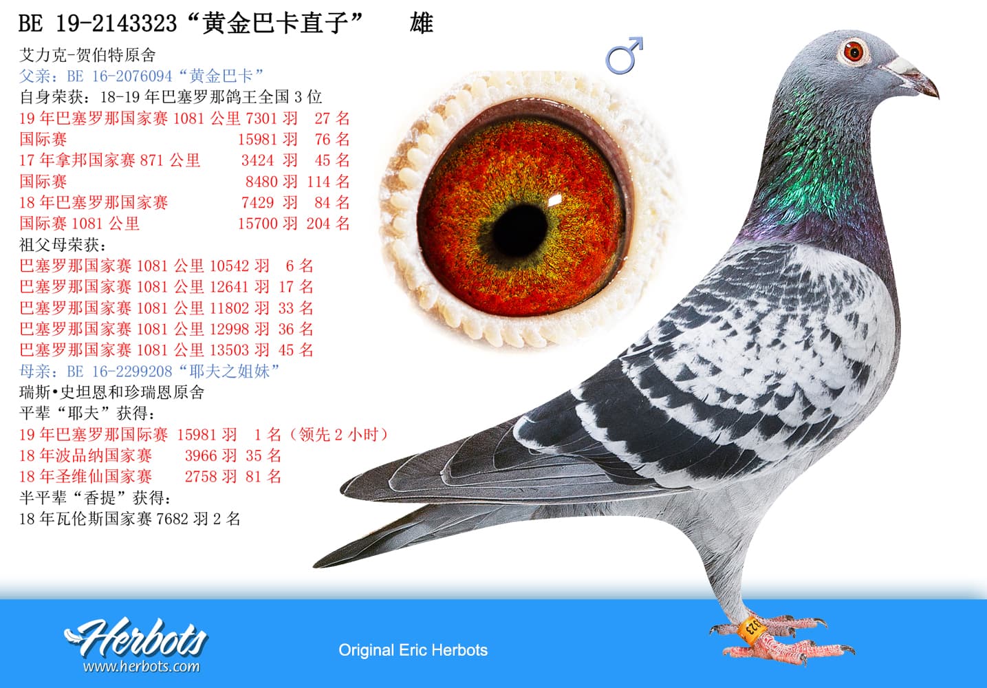 pigeon: undefined