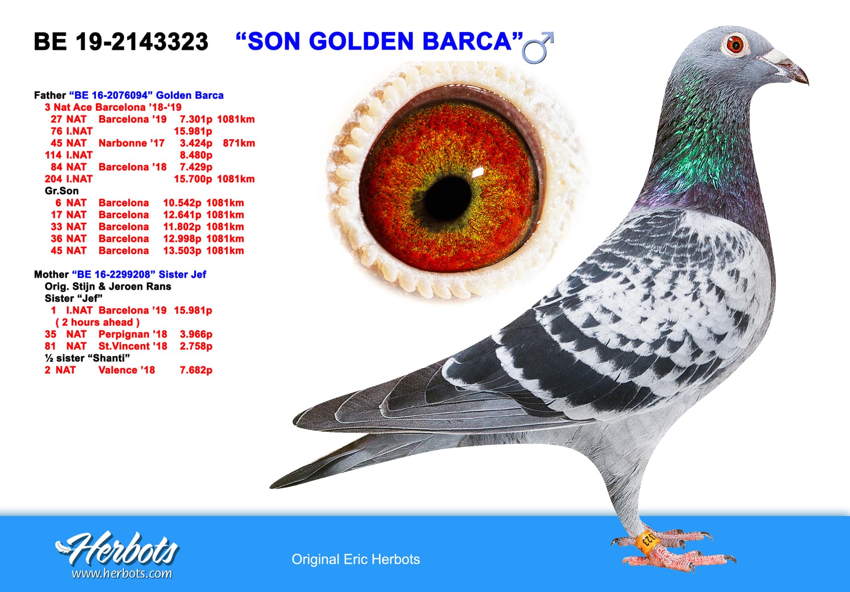 pigeon: undefined