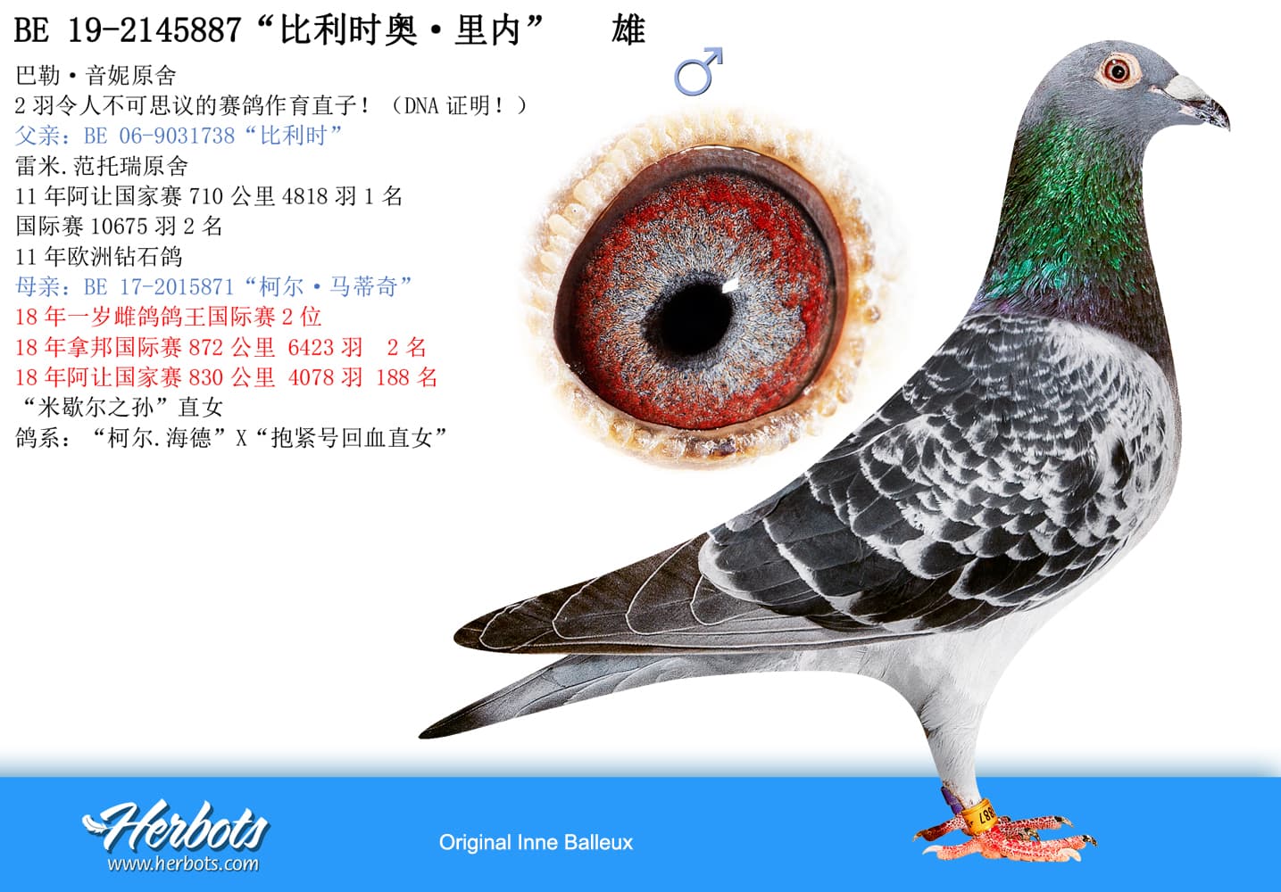 pigeon: undefined