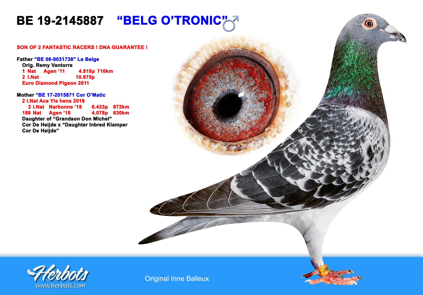 pigeon: undefined