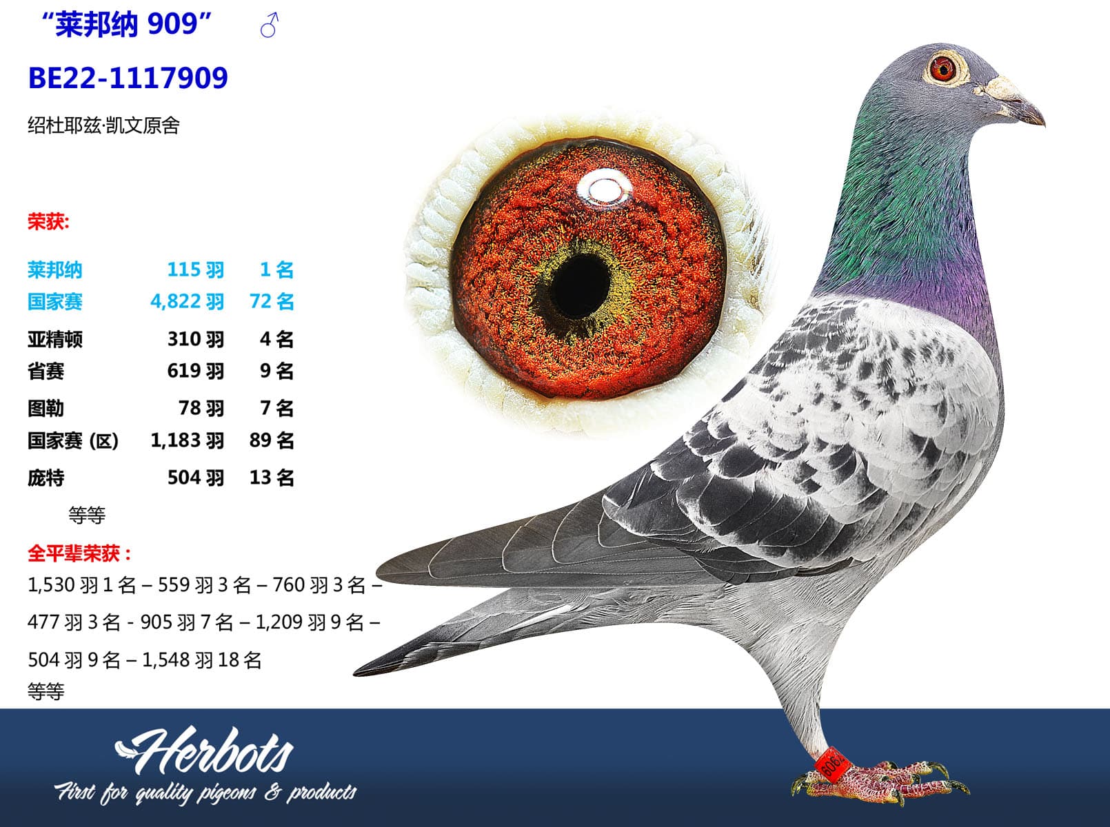 pigeon: undefined