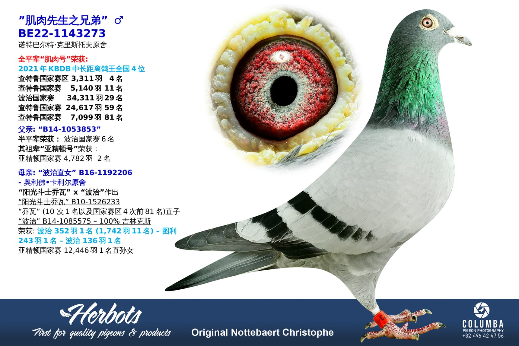 pigeon: ”肌肉先生之兄弟”