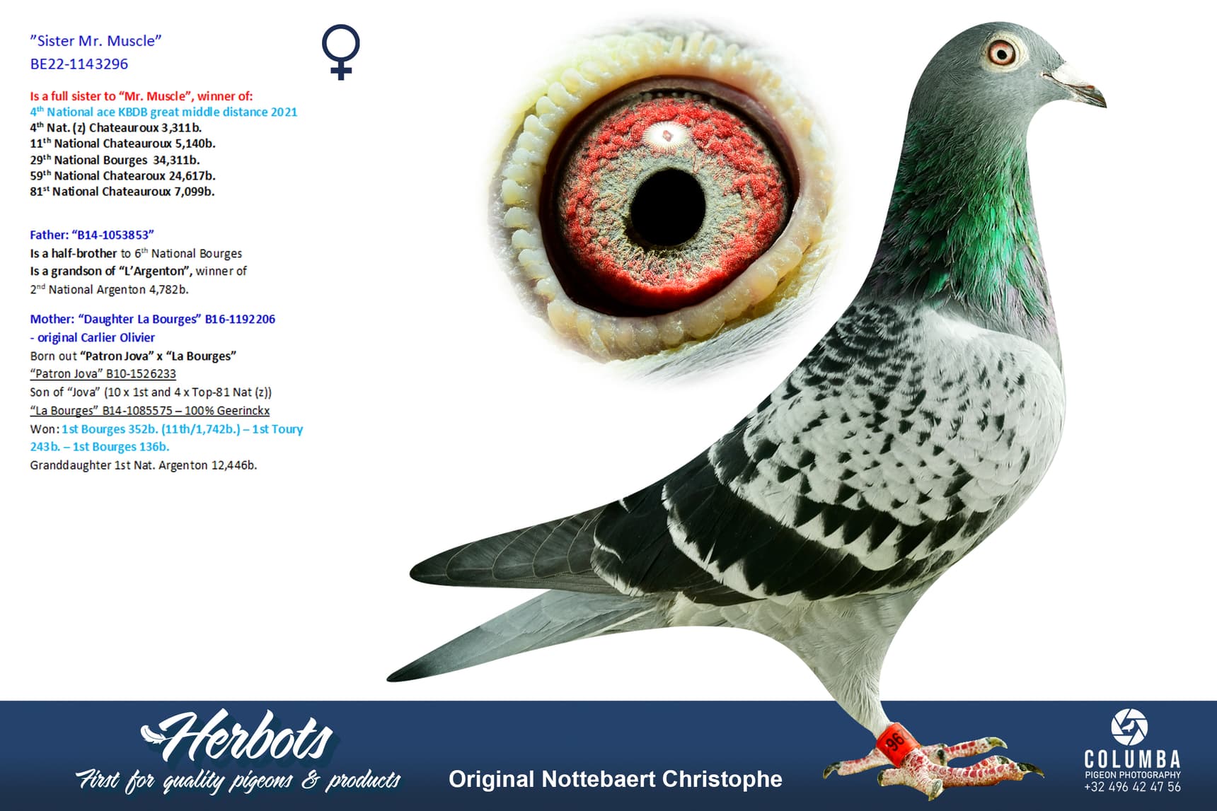 pigeon: undefined
