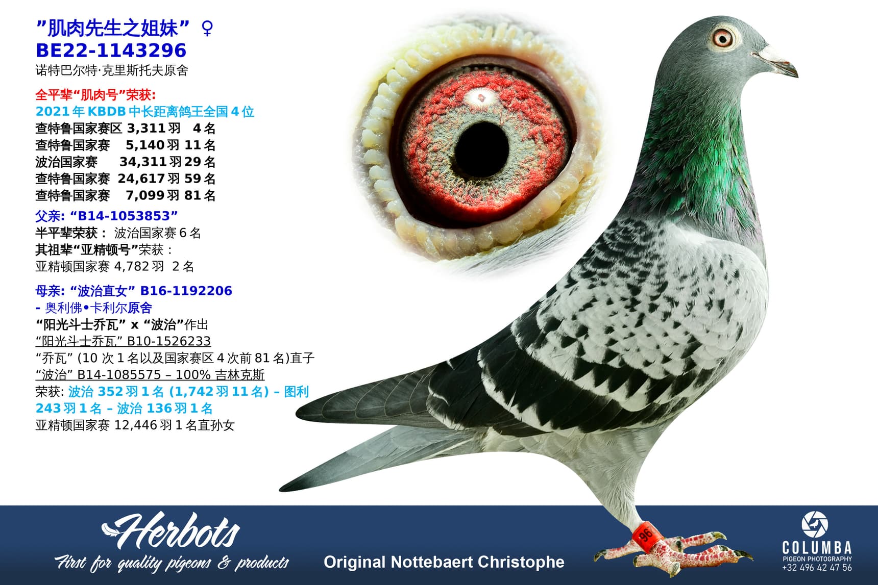 pigeon: ”肌肉先生之姐妹”
