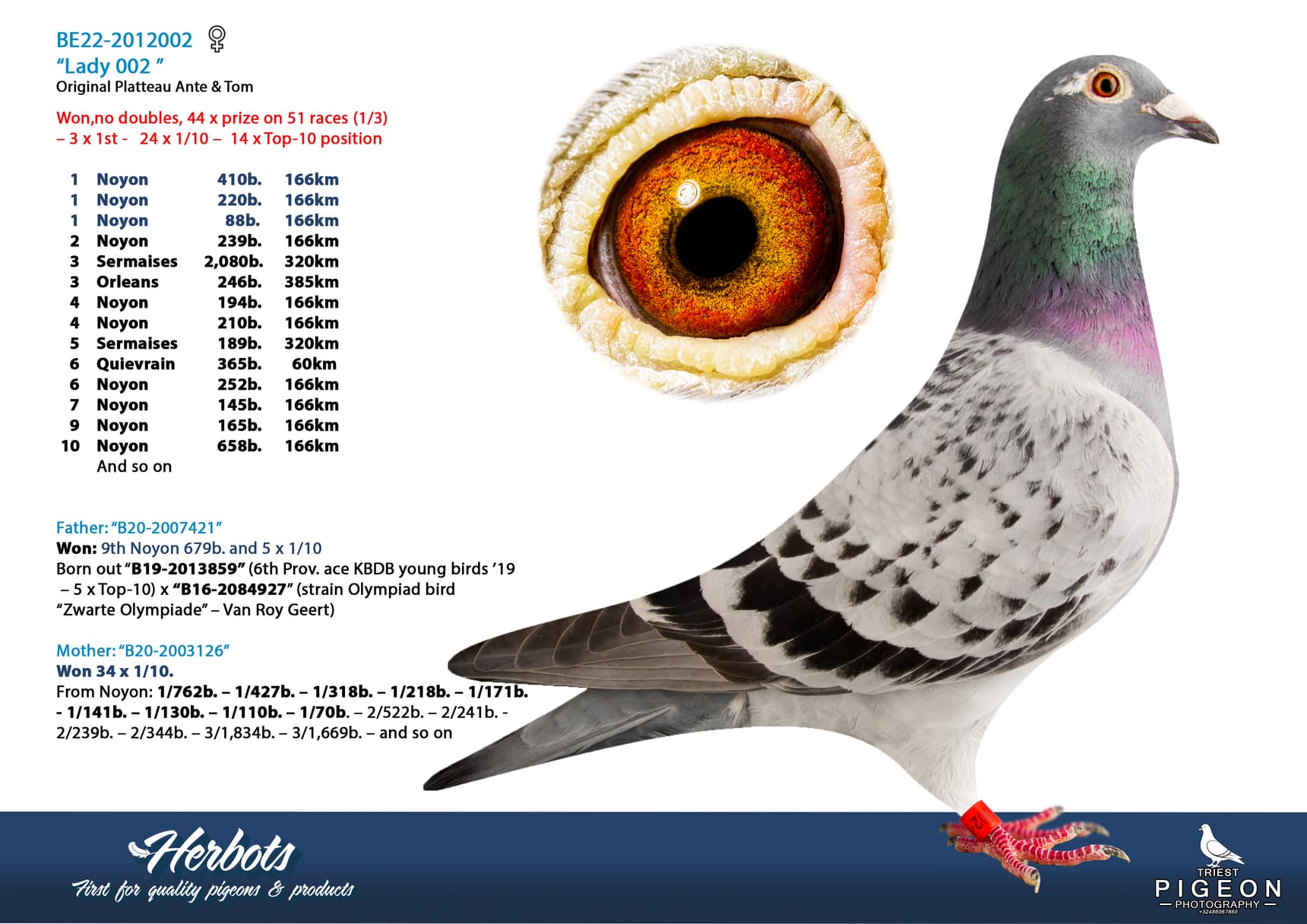 pigeon: undefined