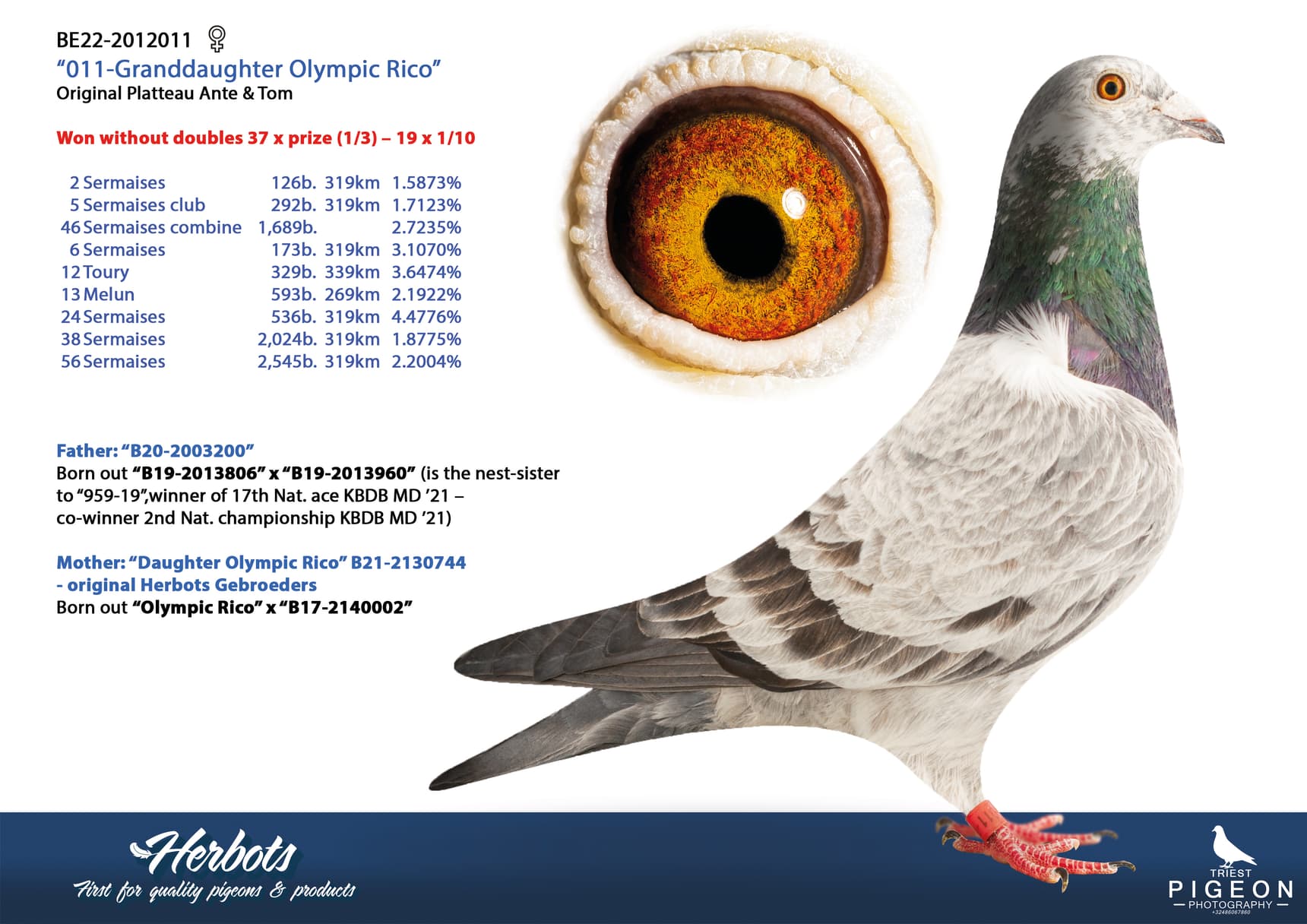 pigeon: undefined