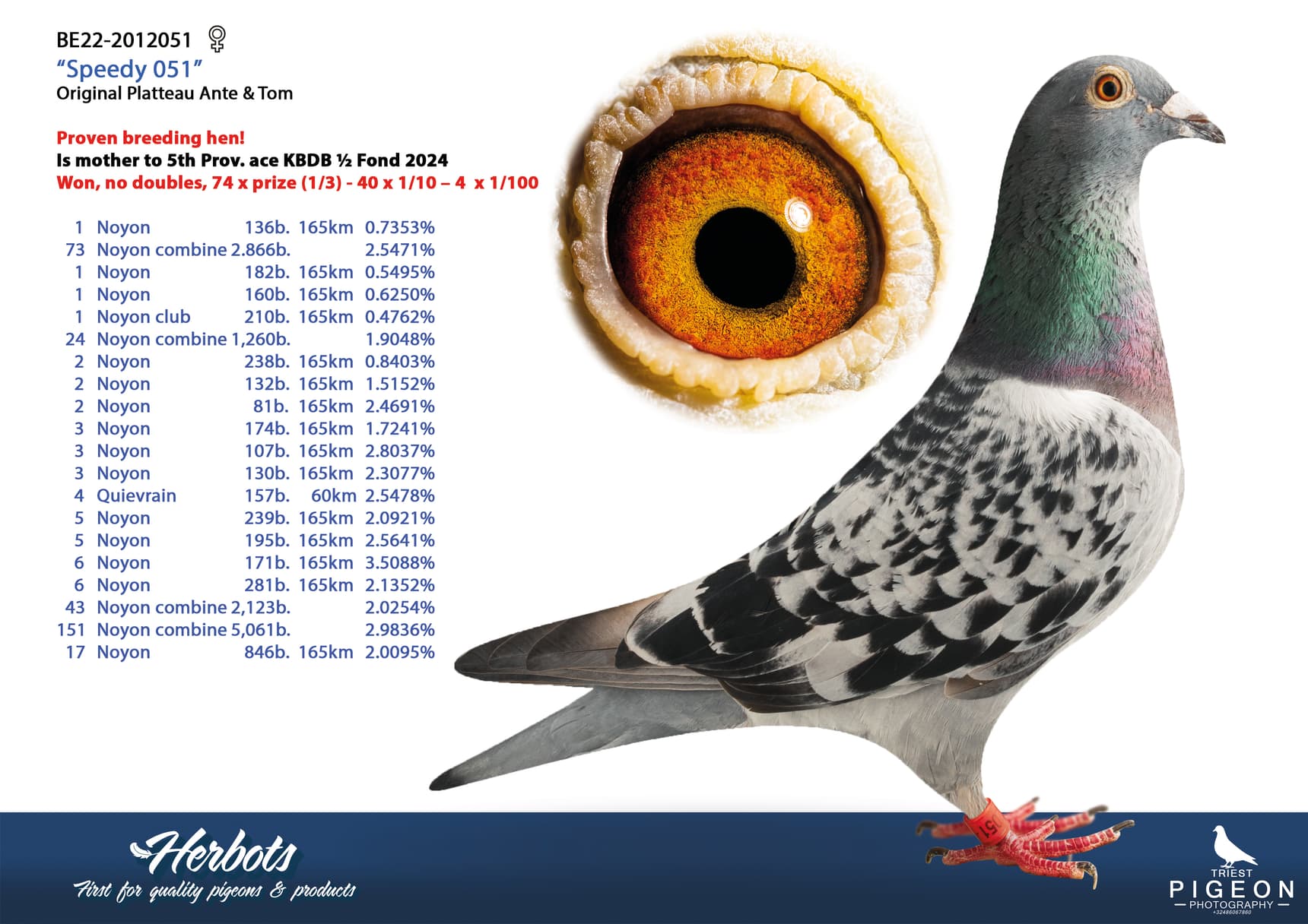 pigeon: undefined