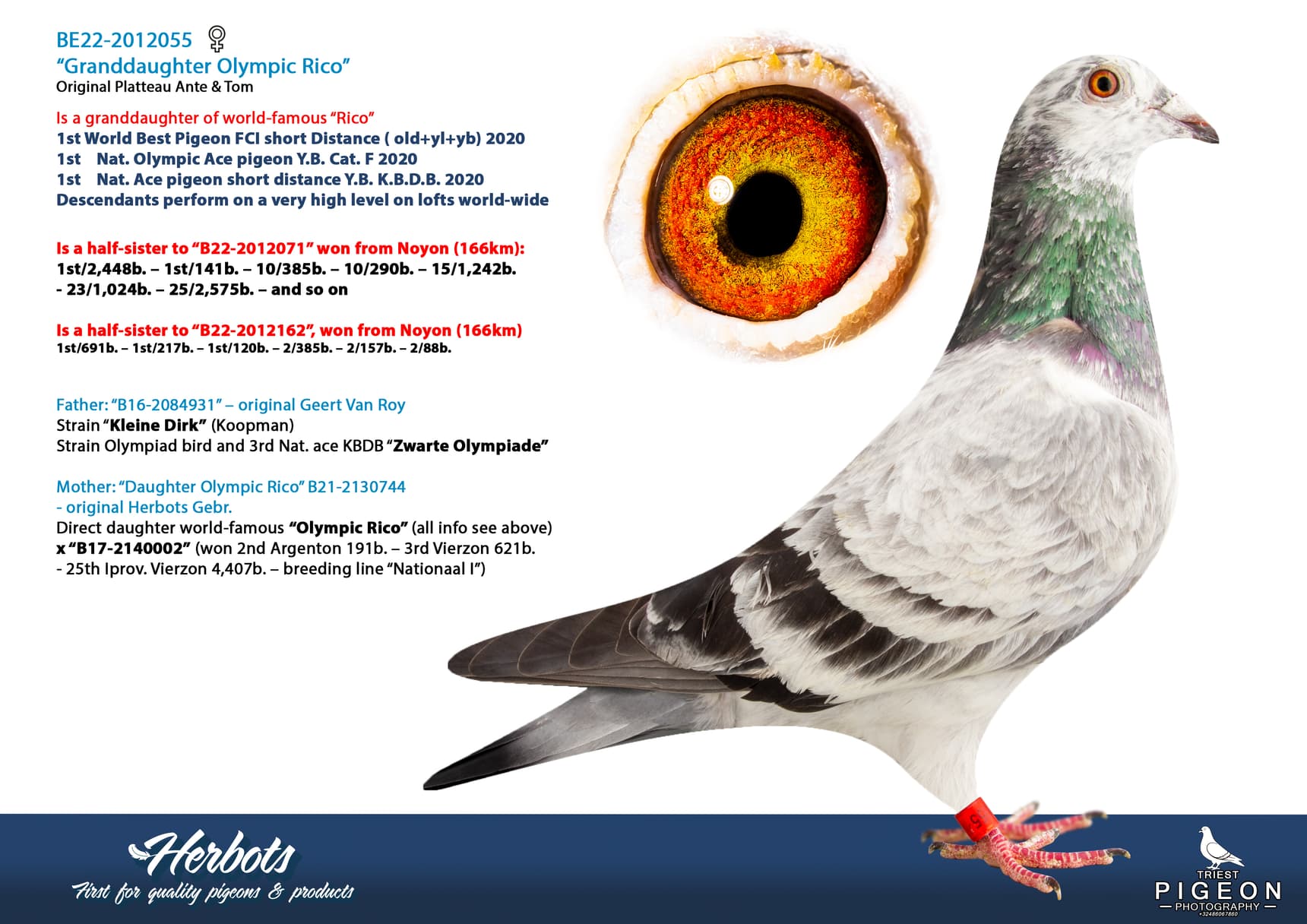 pigeon: undefined