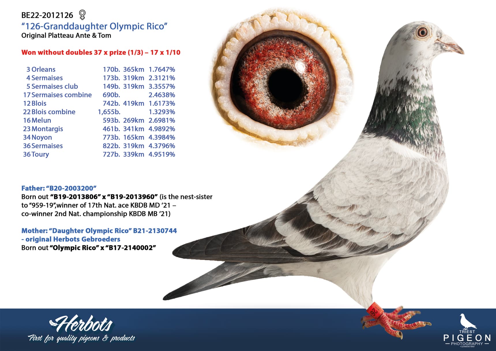 pigeon: undefined