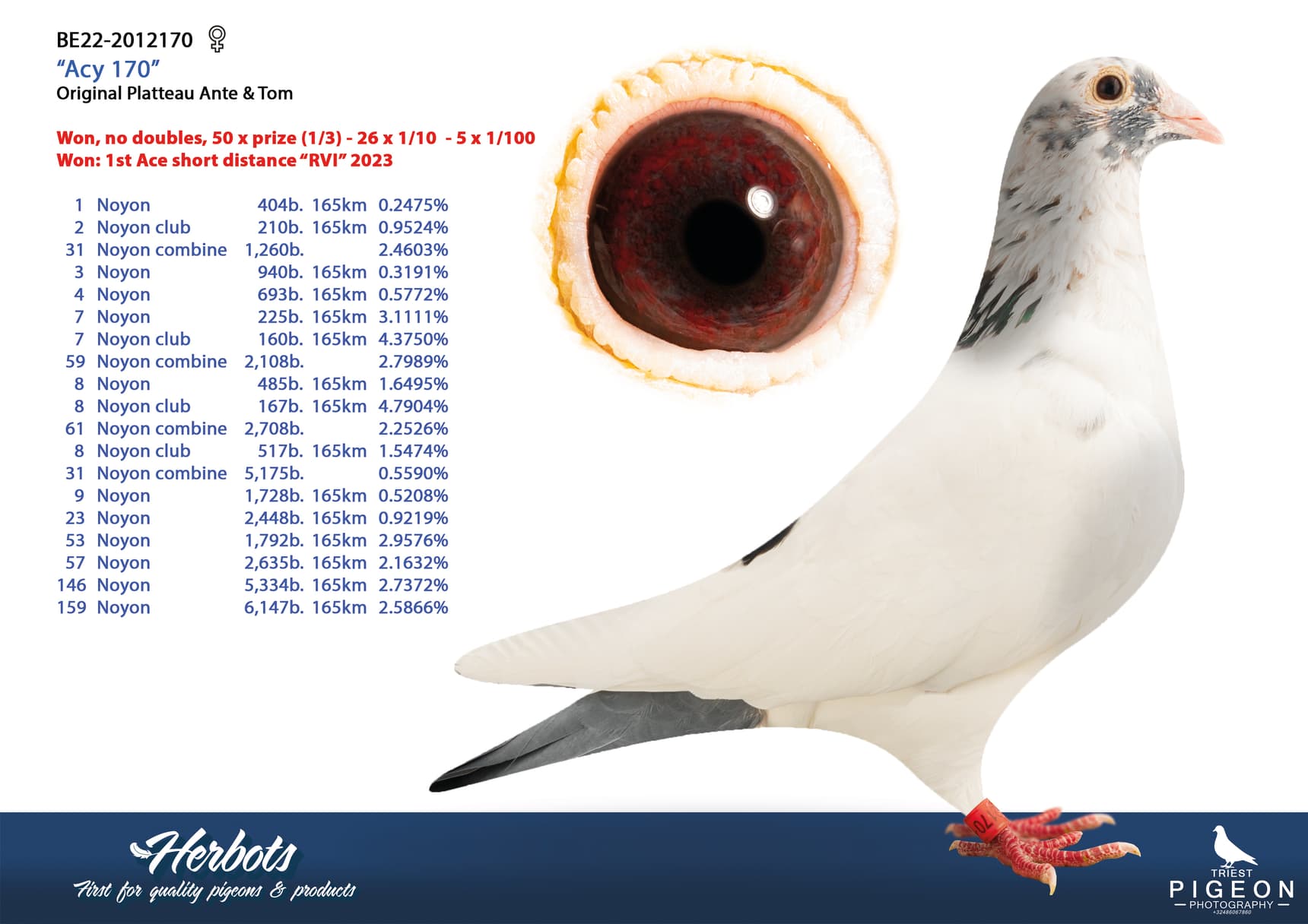 pigeon: undefined