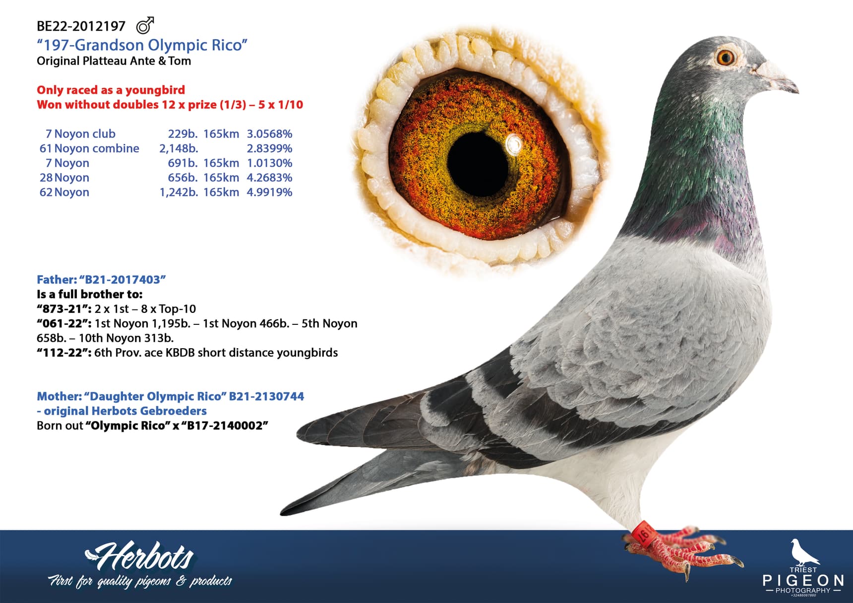 pigeon: undefined